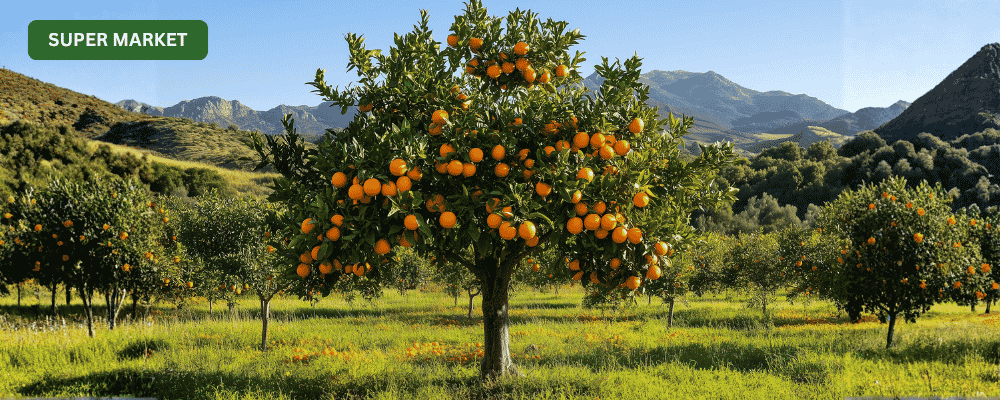 farm fruits